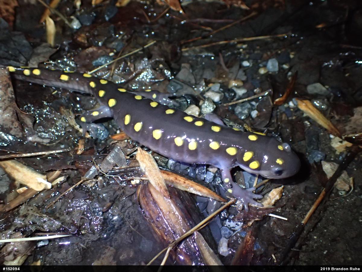 Spotted Salamander