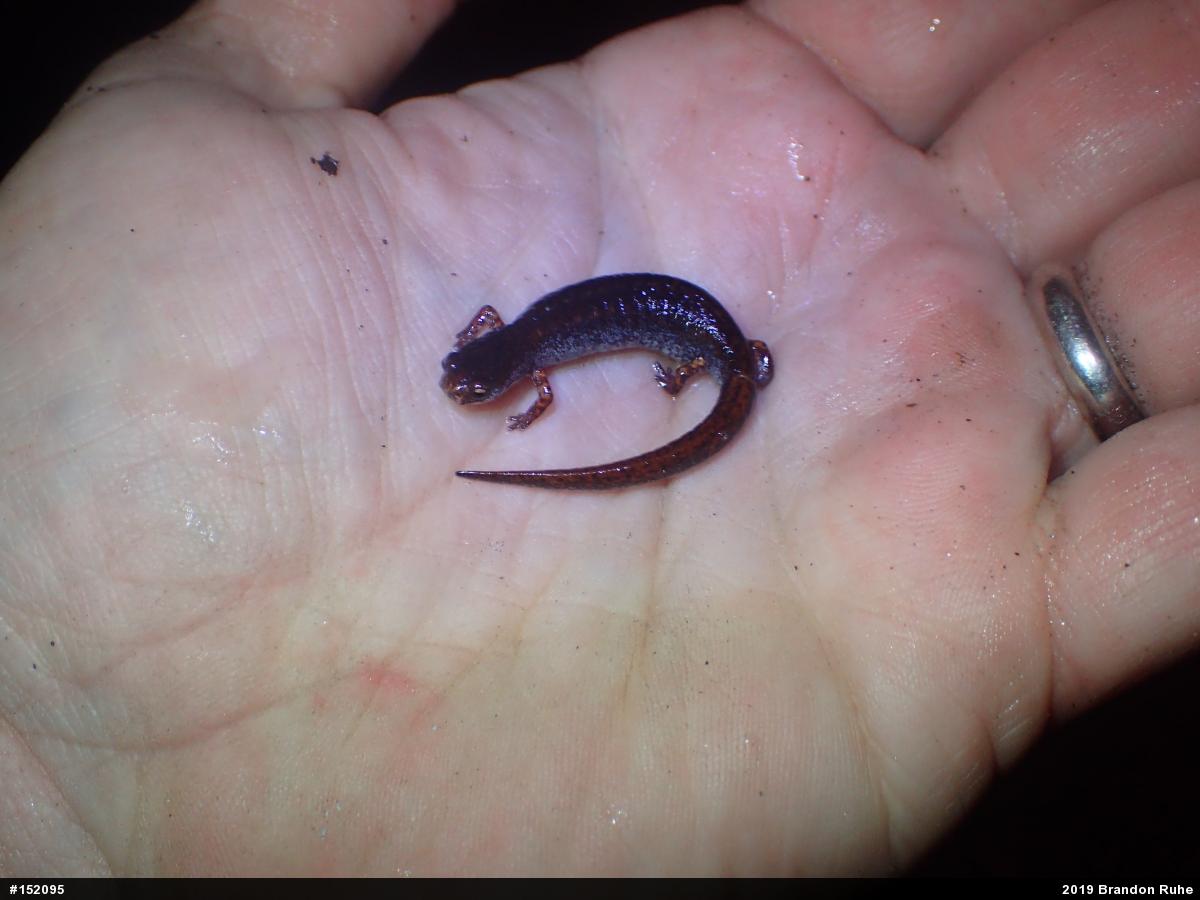 Four-toed Salamander