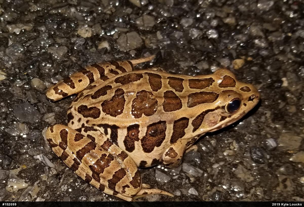 Pickerel Frog