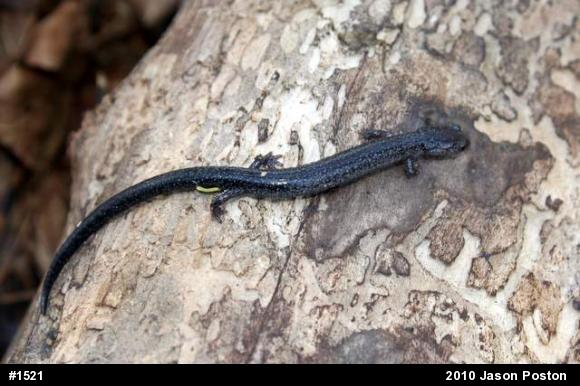 Northern Ravine Salamander