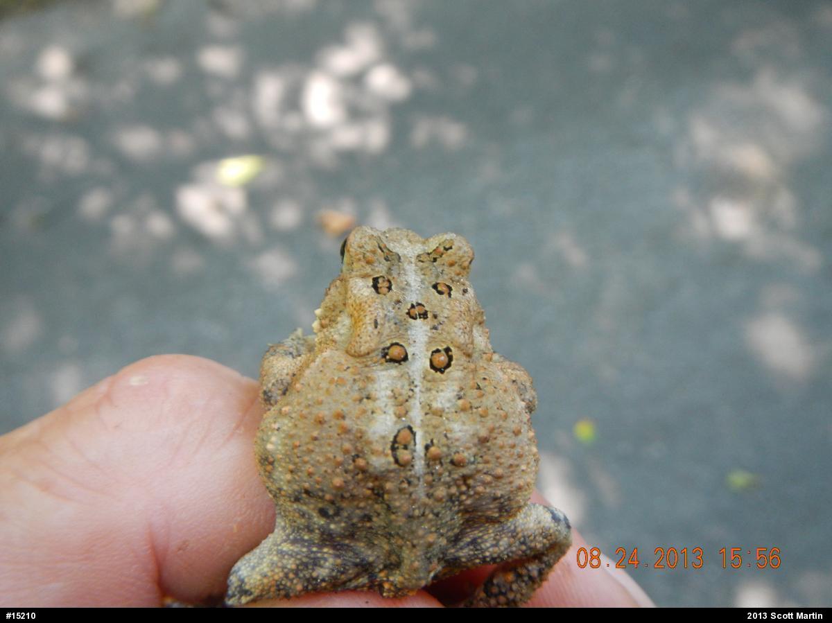 Eastern American Toad
