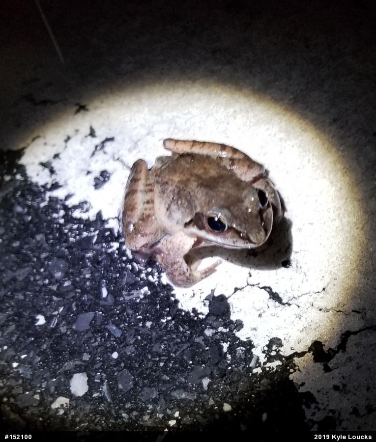 Wood Frog