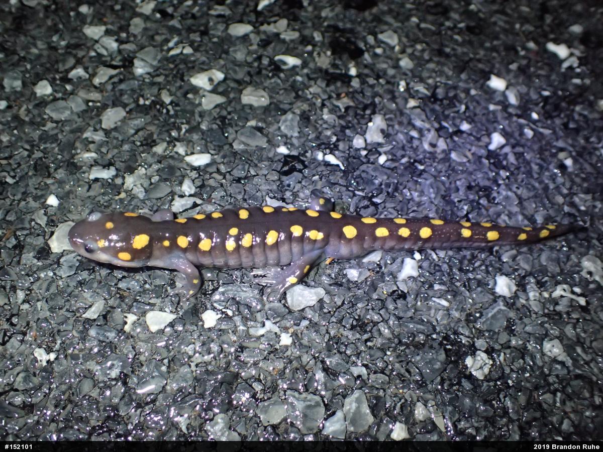 Spotted Salamander