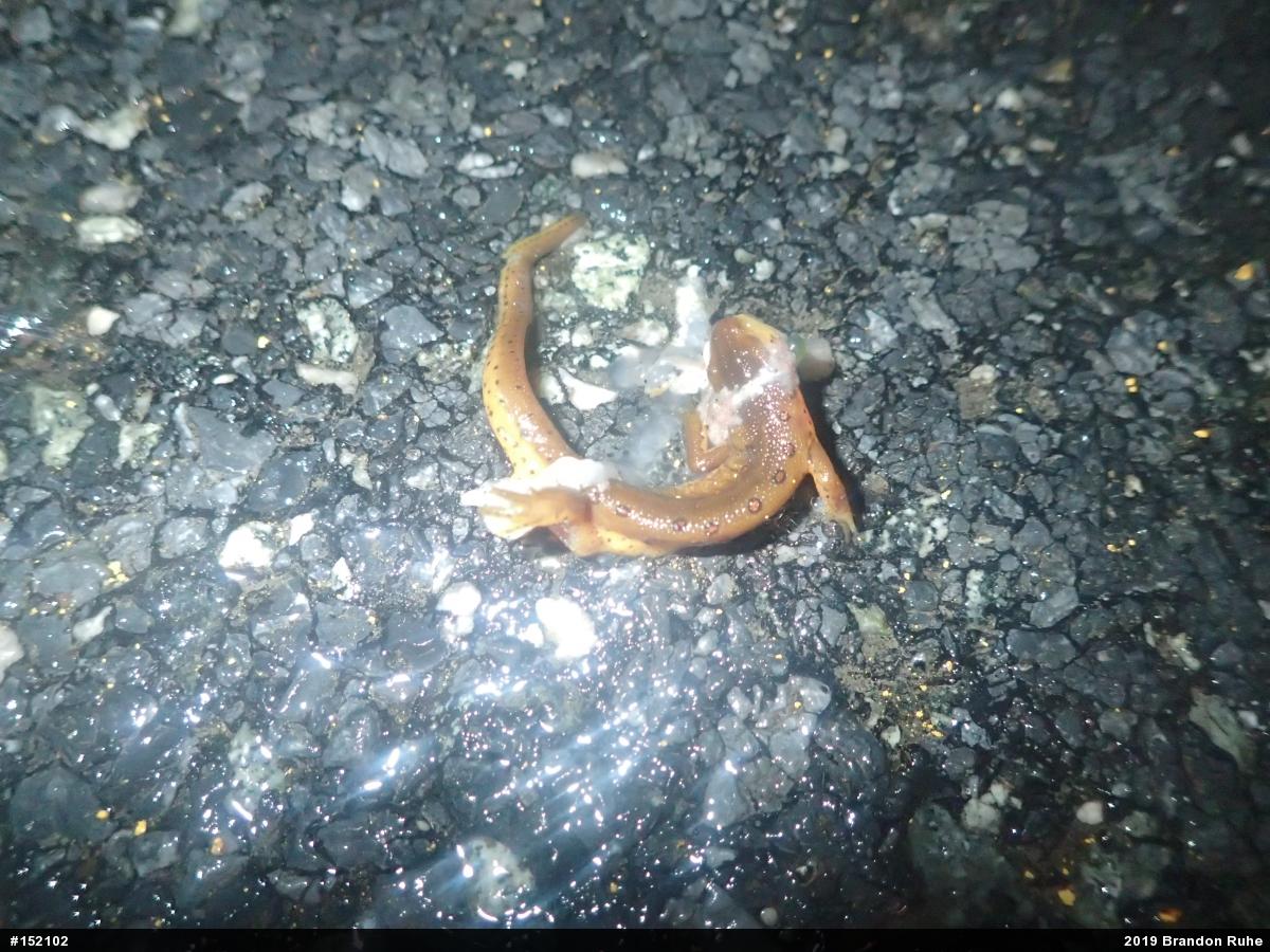 Red-spotted Newt