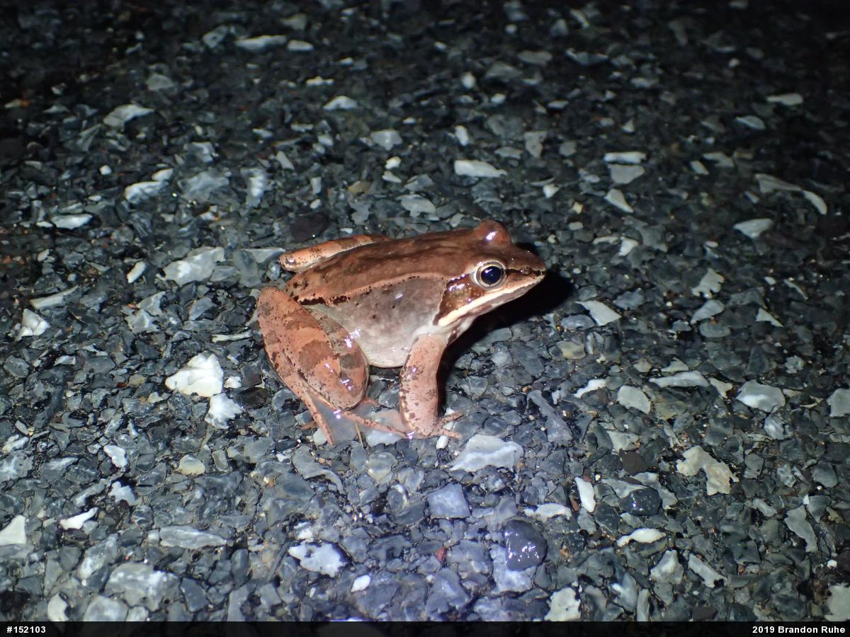 Wood Frog