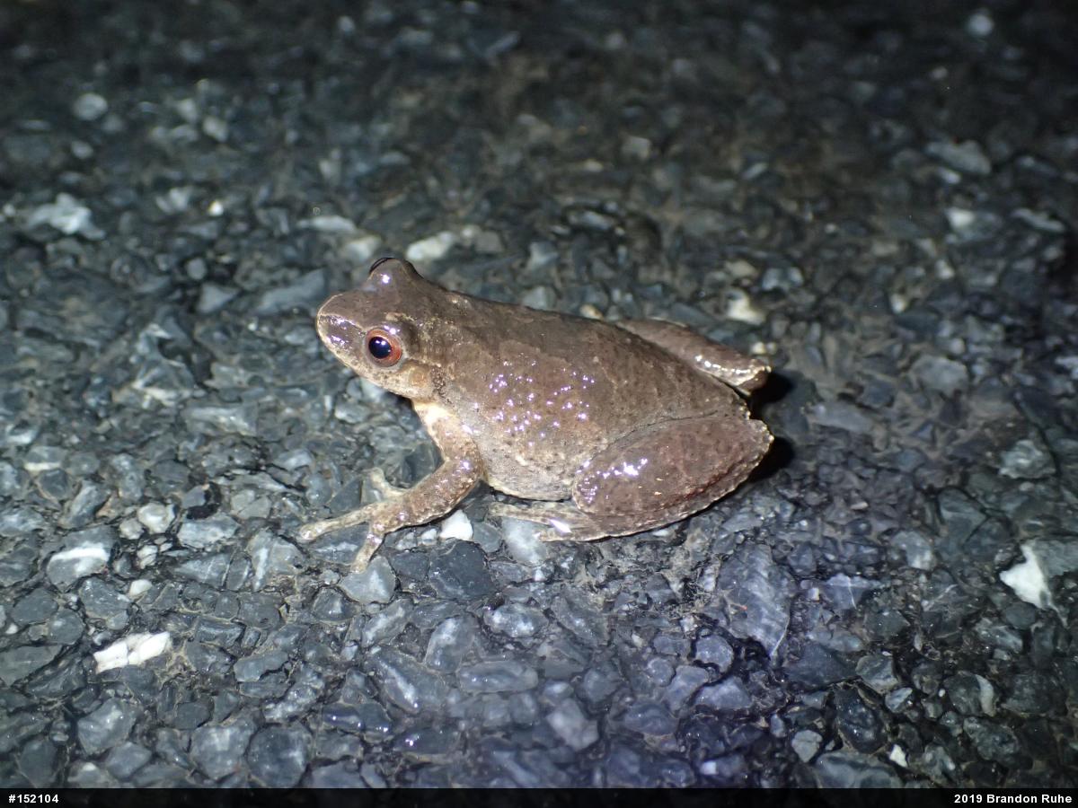 Spring Peeper