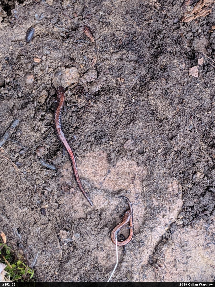 Eastern Red-backed  Salamander