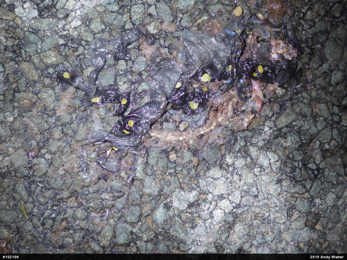 Spotted Salamander