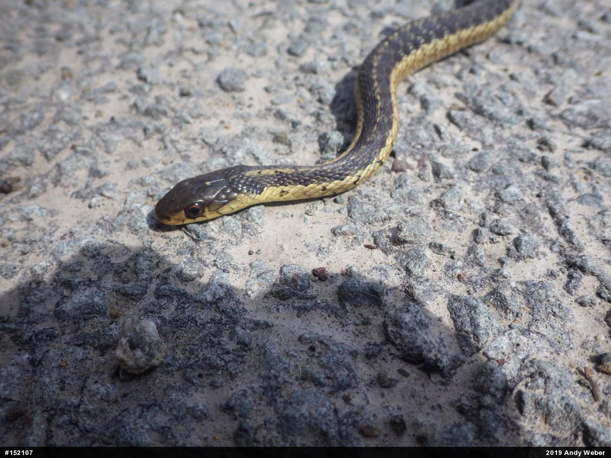 Eastern Gartersnake