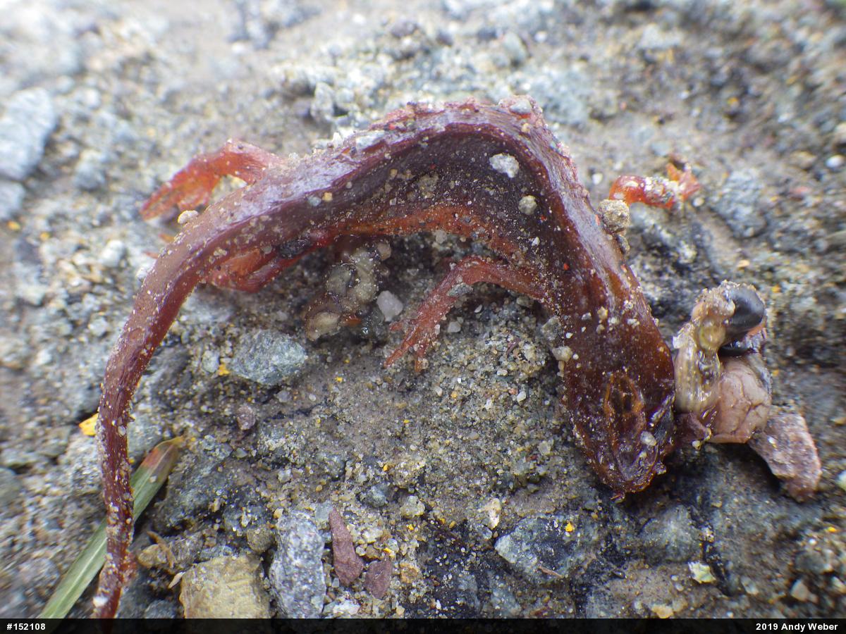 Red-spotted Newt