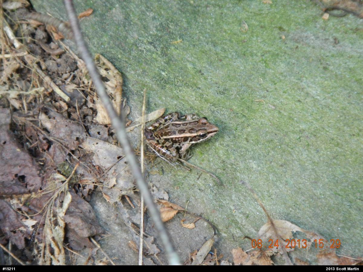 Pickerel Frog