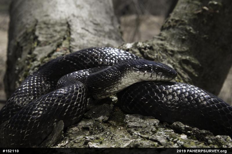 Eastern Ratsnake