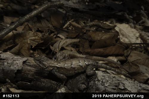 Eastern Fence Lizard
