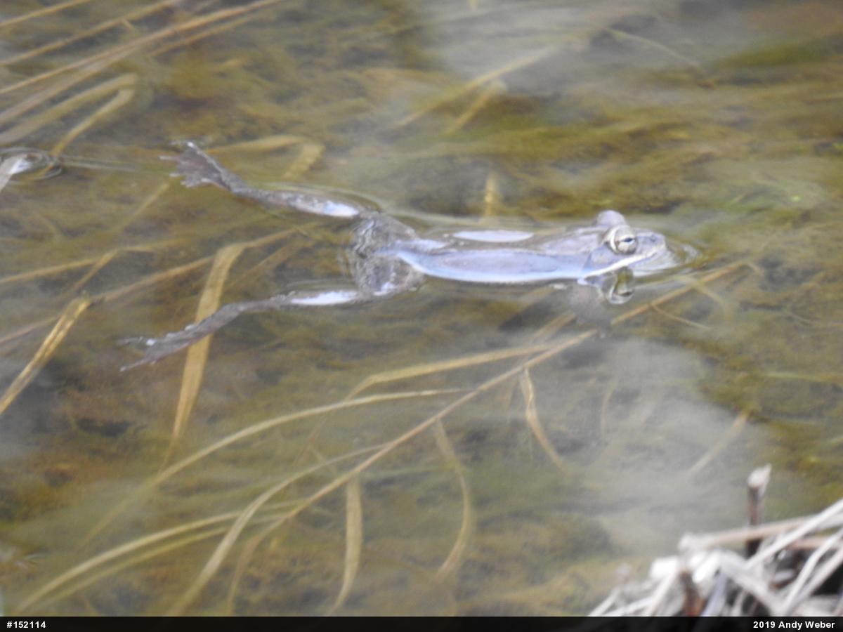 Wood Frog