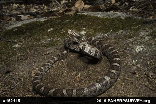 Eastern Milksnake