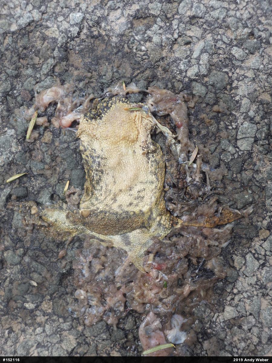 Eastern American Toad
