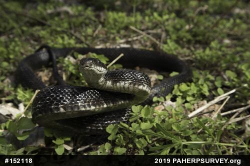Eastern Ratsnake