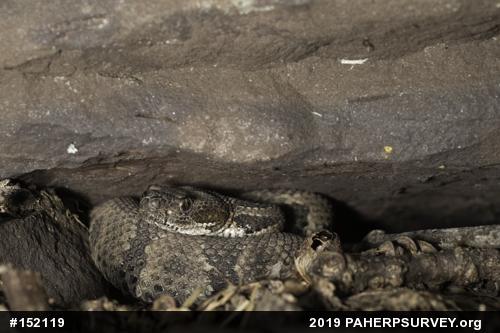 Timber Rattlesnake