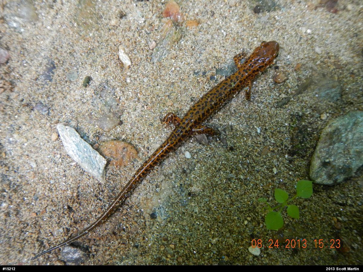 Eastern Long-tailed Salamander