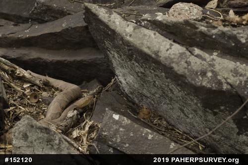 Northern Copperhead