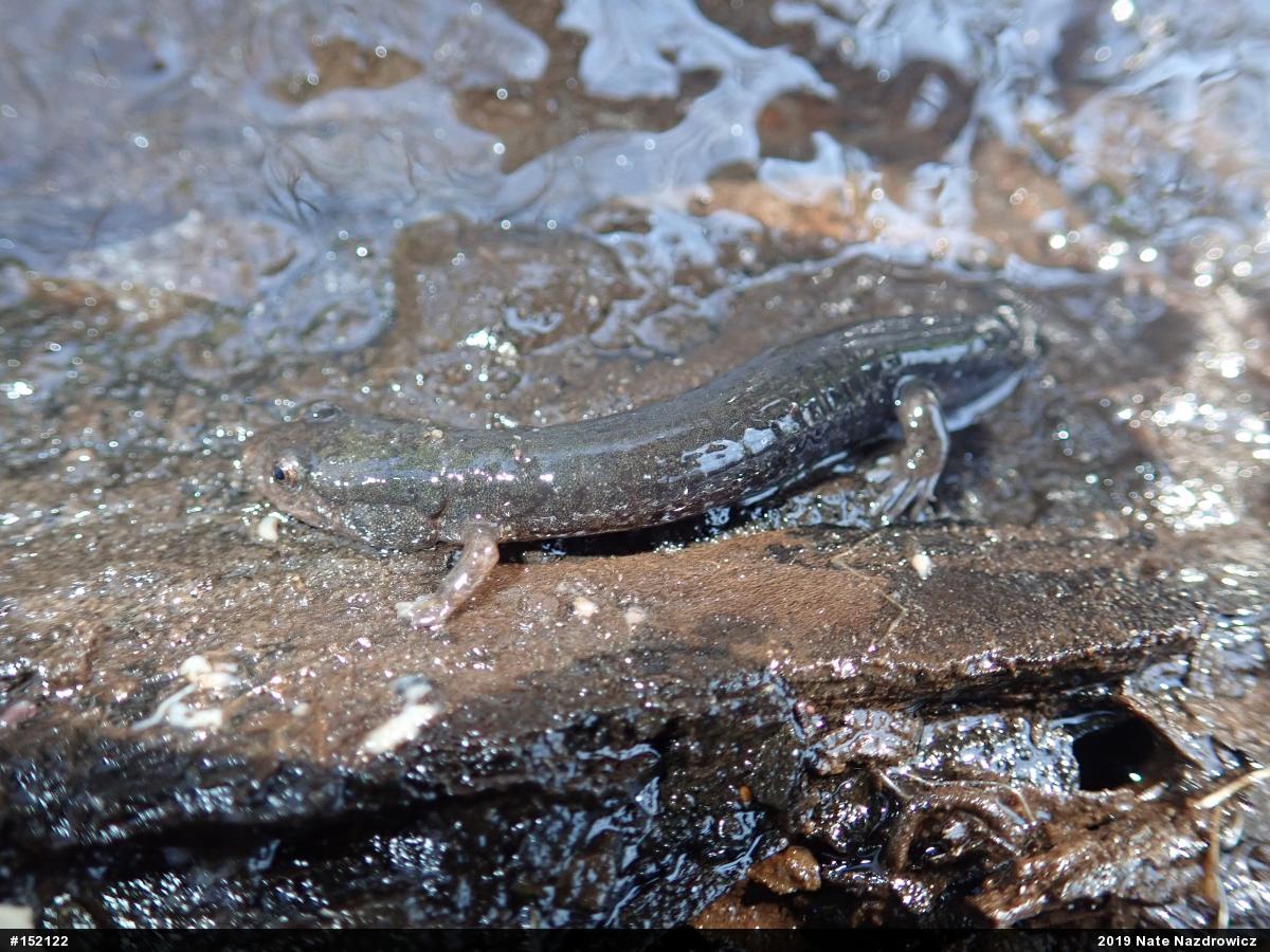 Northern Dusky Salamander