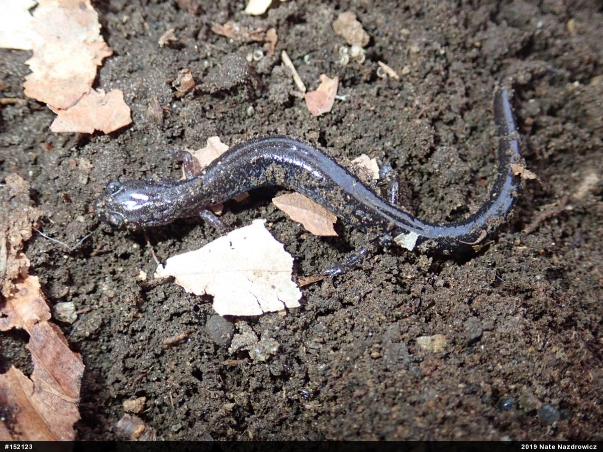 Eastern Red-backed  Salamander