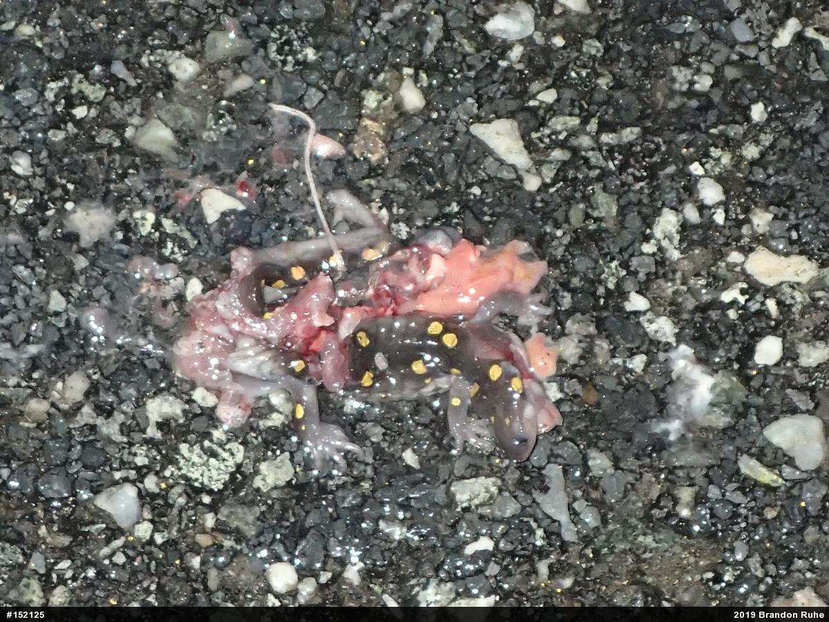 Spotted Salamander