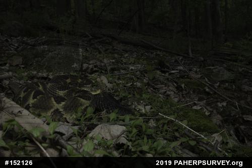 Timber Rattlesnake
