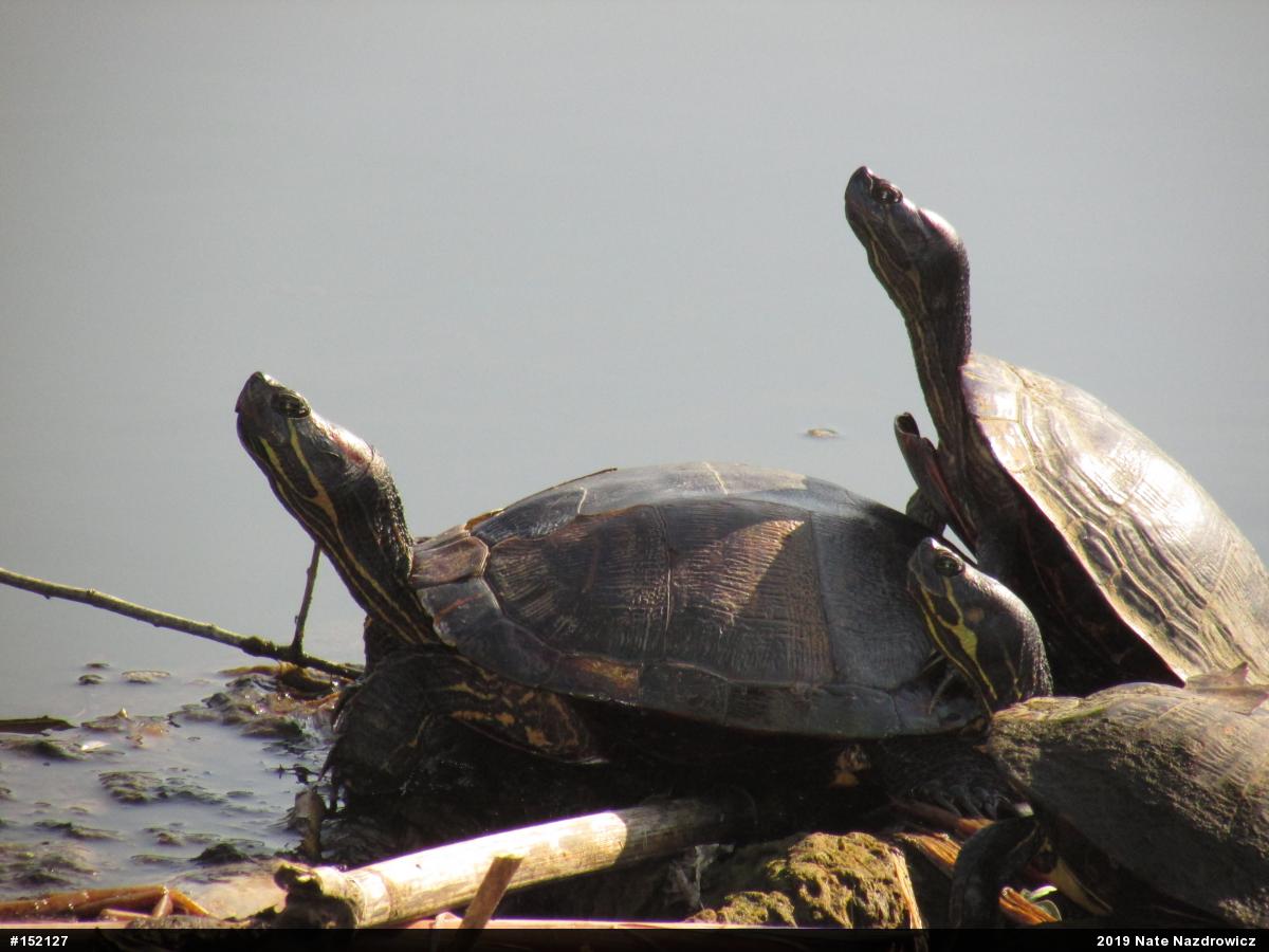 Red-eared Slider
