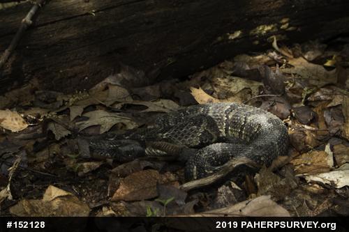 Timber Rattlesnake