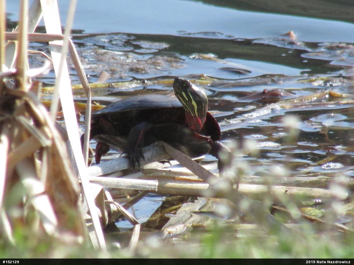 Painted Turtle