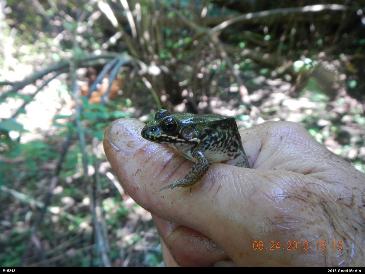Green Frog