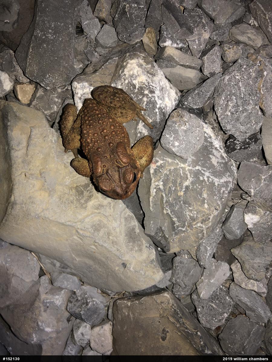 Eastern American Toad