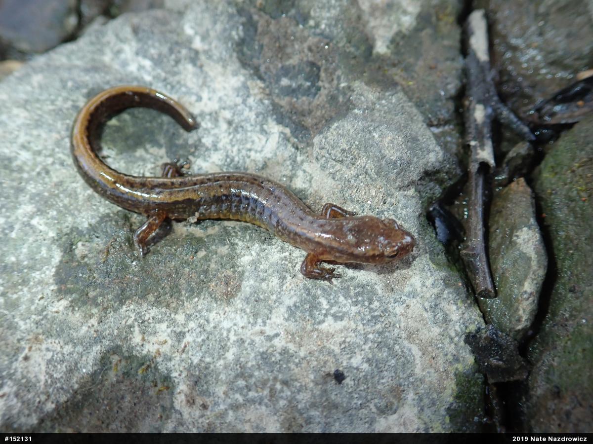 Northern Two-lined Salamander