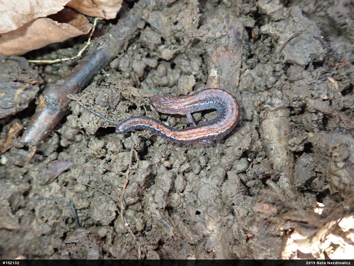 Eastern Red-backed  Salamander