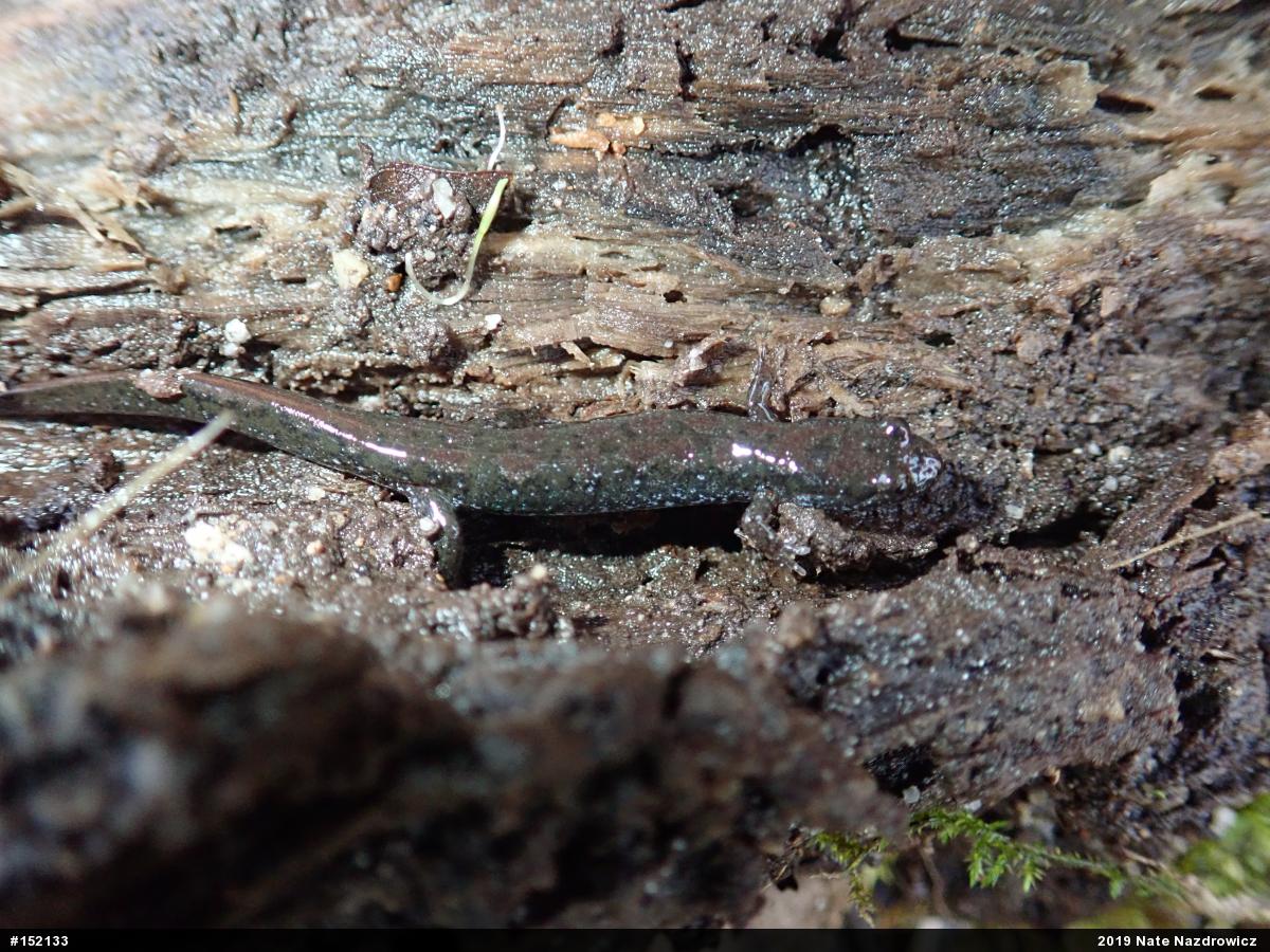 Northern Dusky Salamander