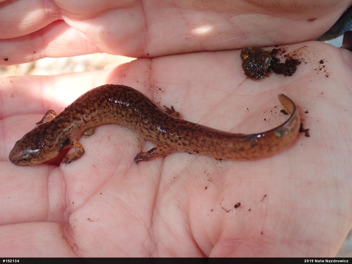 Northern Red Salamander