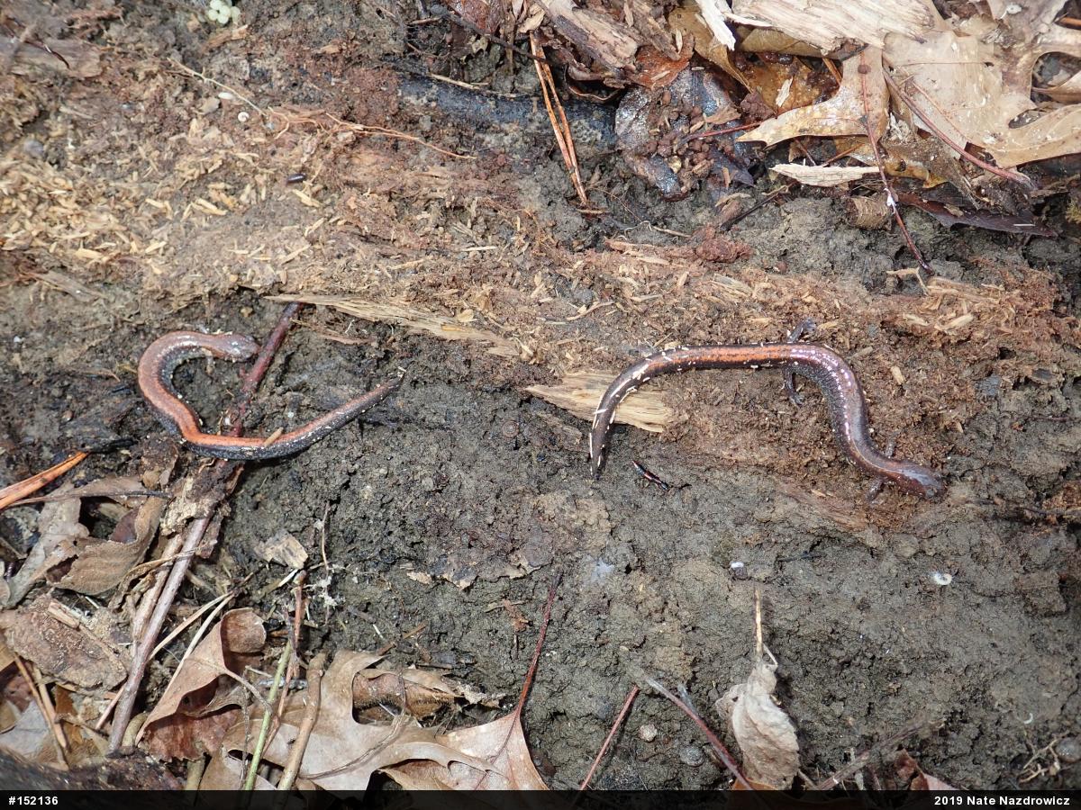 Eastern Red-backed  Salamander