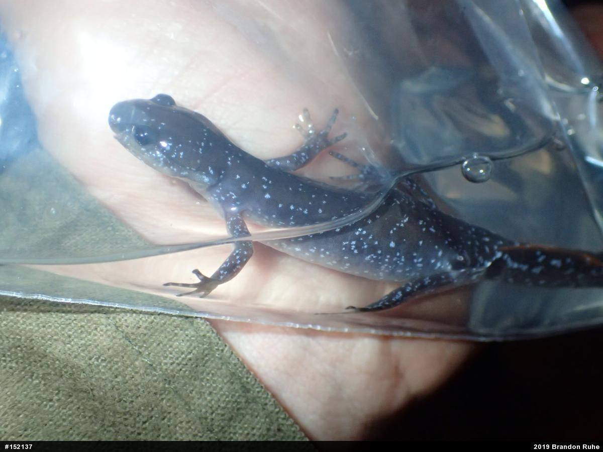 Jefferson Salamander