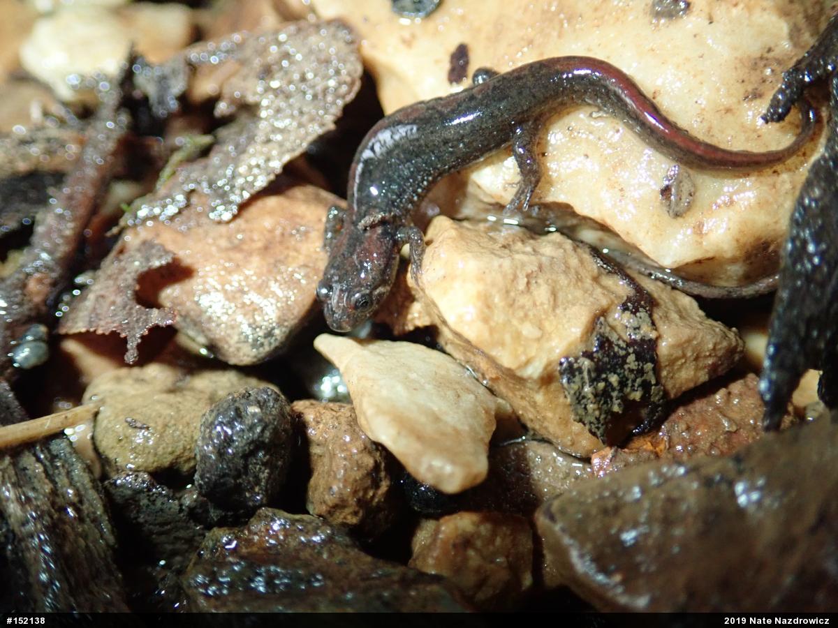 Northern Dusky Salamander