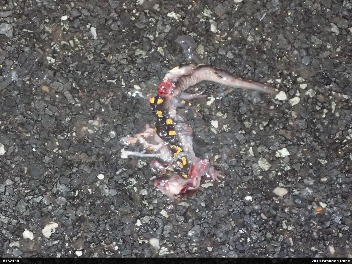 Spotted Salamander