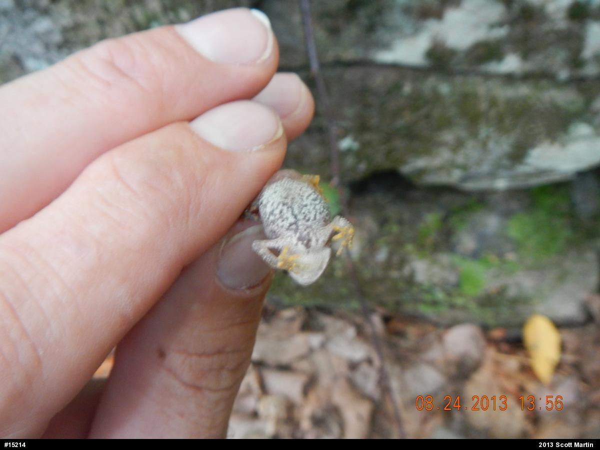 Eastern American Toad