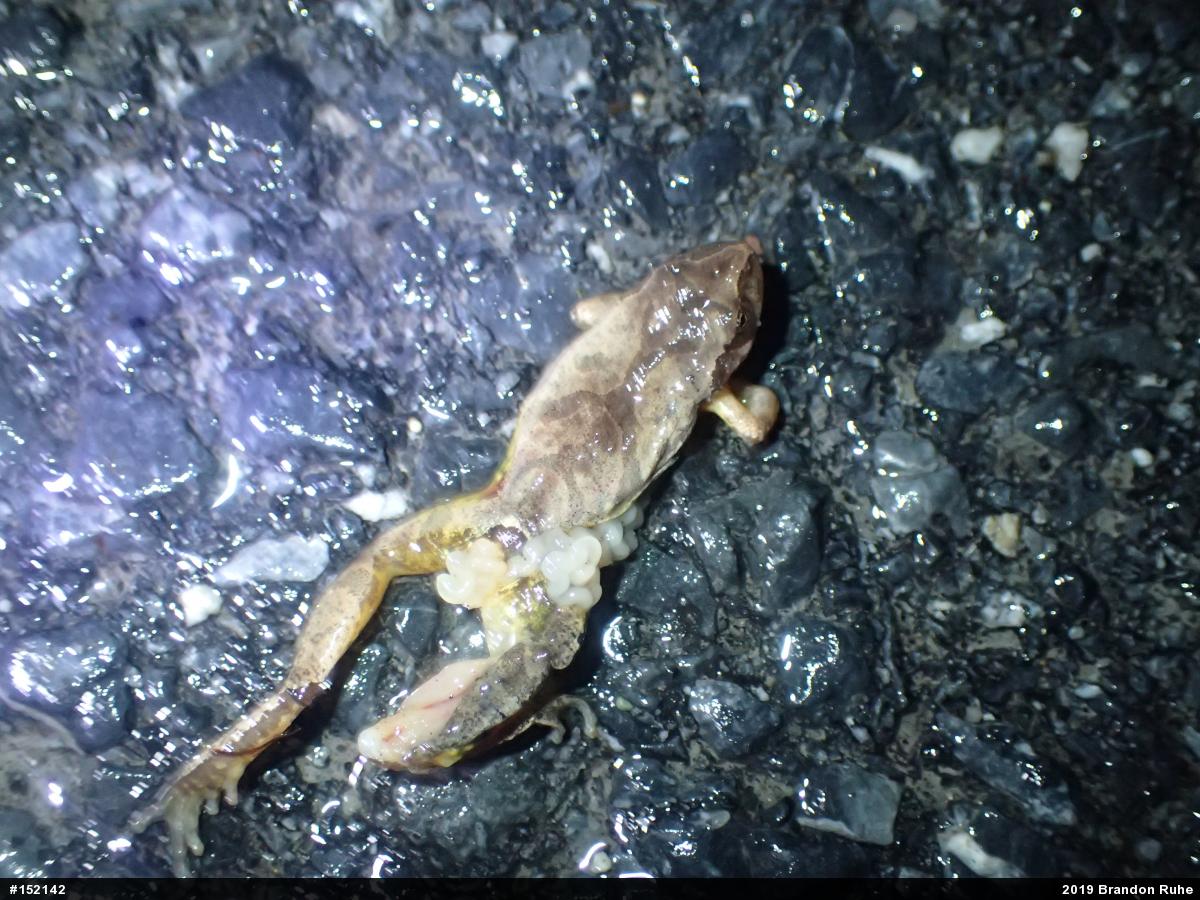 Spring Peeper