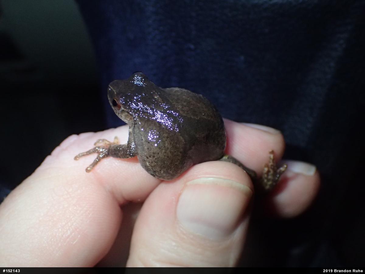 Spring Peeper