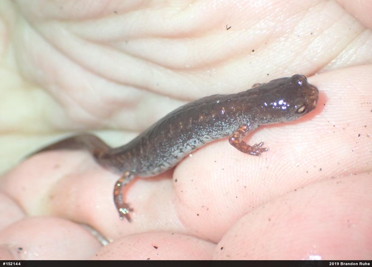 Four-toed Salamander