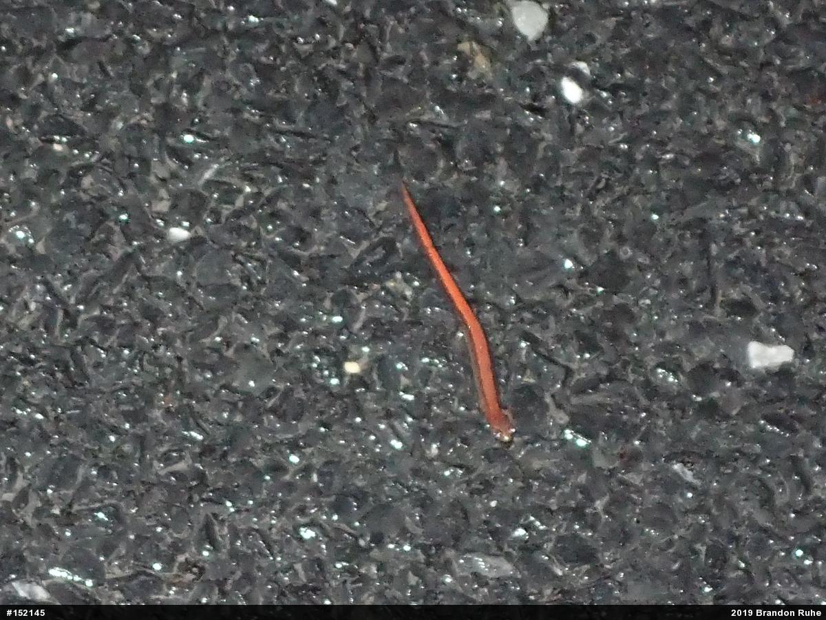 Eastern Red-backed  Salamander