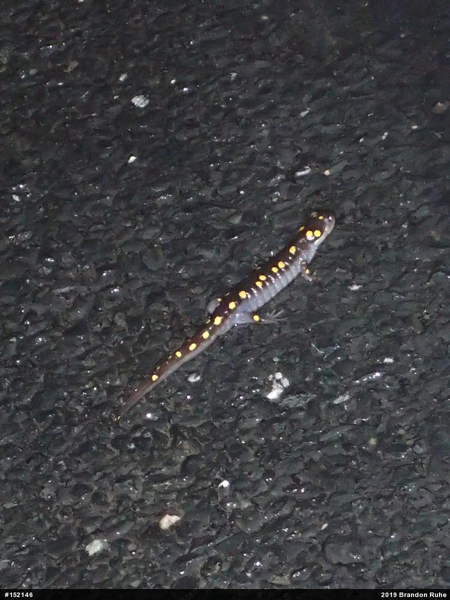 Spotted Salamander