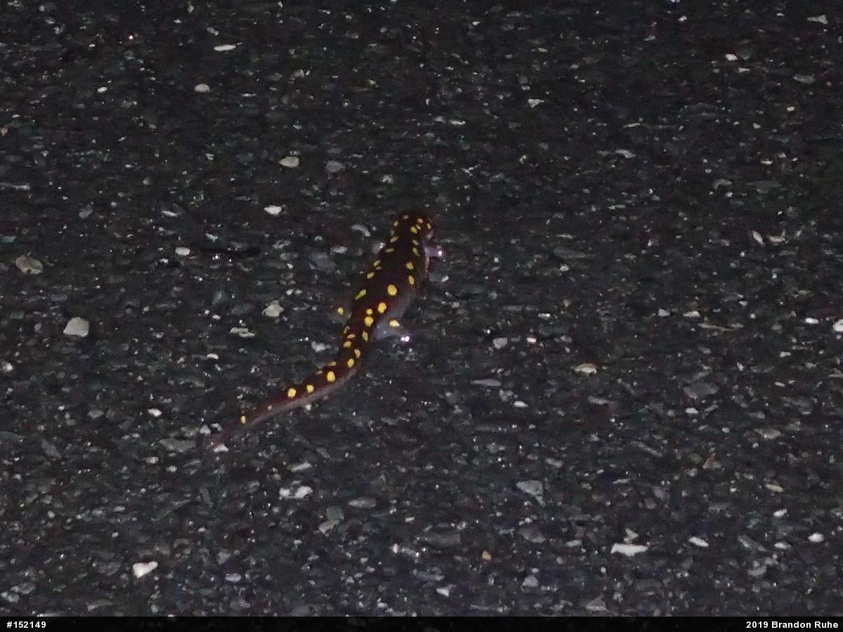 Spotted Salamander