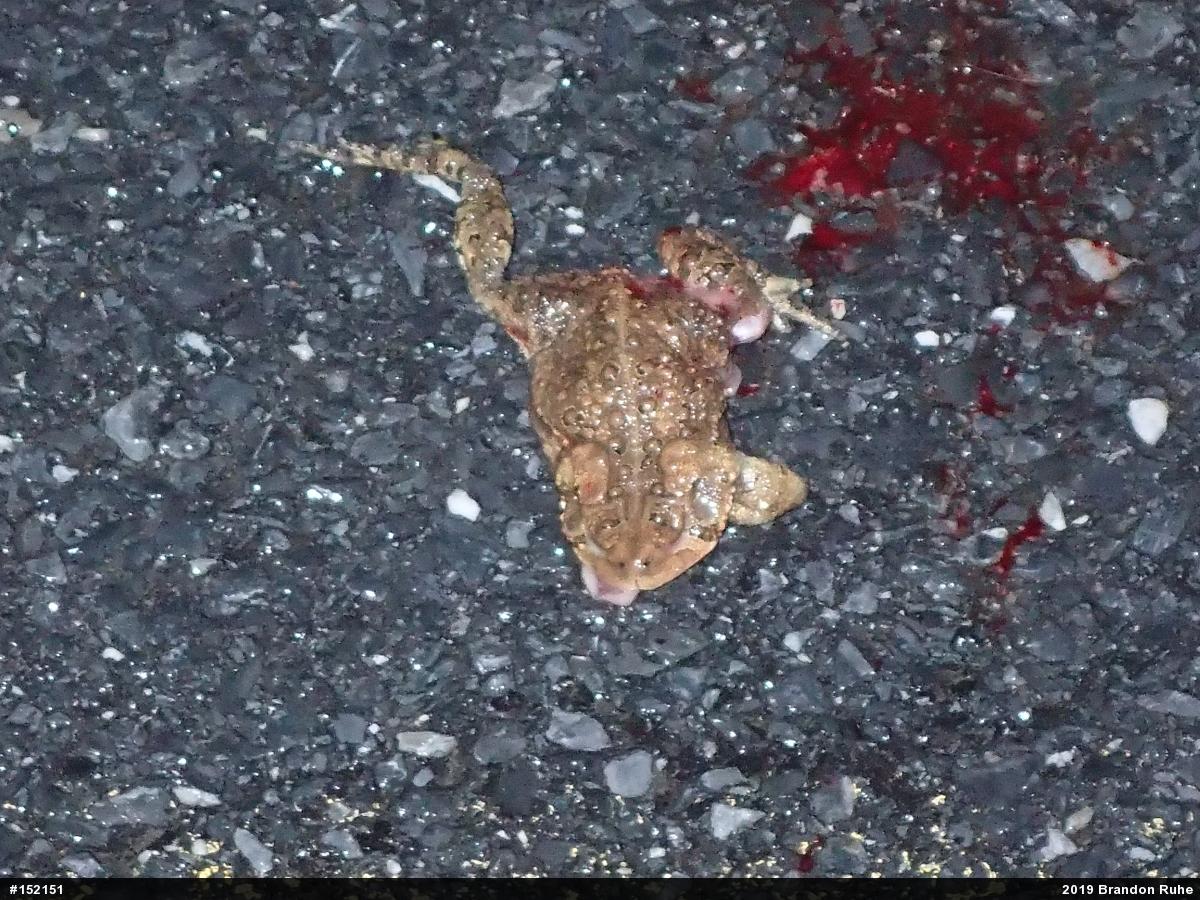Eastern American Toad