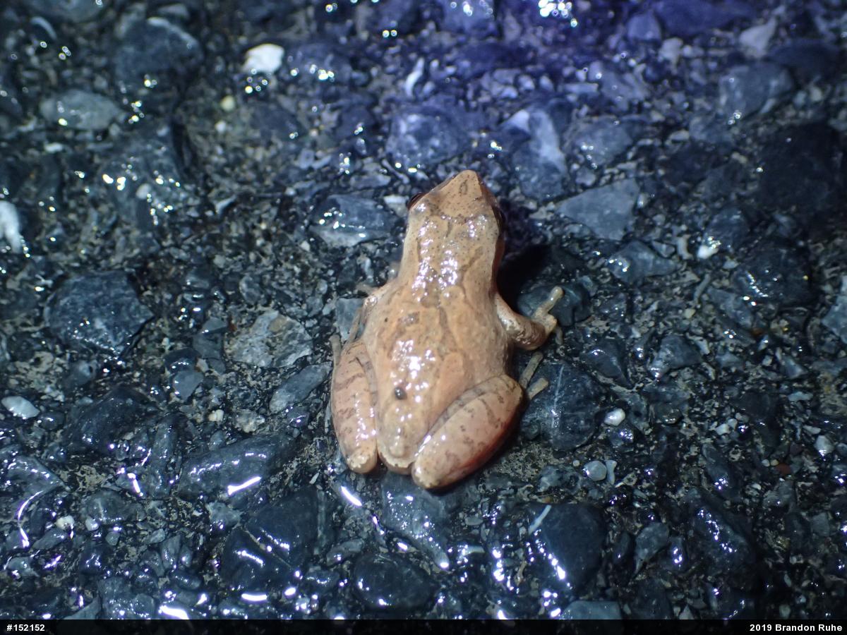 Spring Peeper
